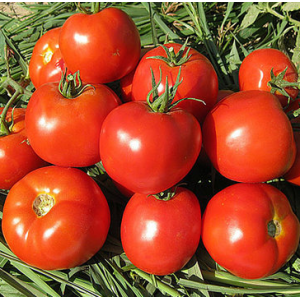 Имран F1 - томат детерминантный, 500 семян, Enza Zaden Голландия фото, цена